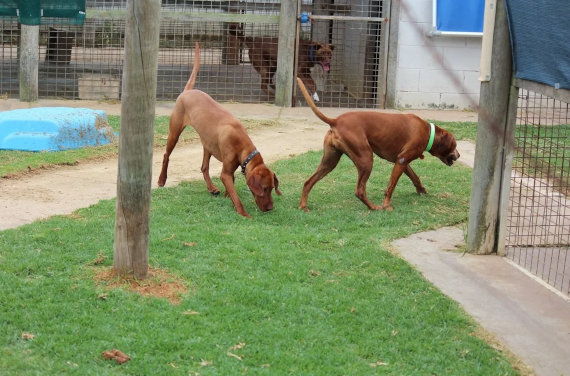 Dog boarding kennels day care in Port Fairy Dogs On Holidays dog friendly accommodation and activities Victoria Australia